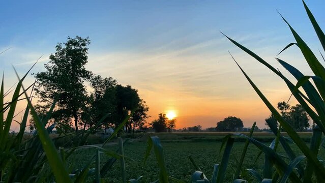 Fresh evening green field in spring season. Sunrise rising with clouds and blue sky.