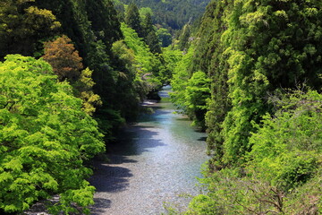 Naklejka premium 岐阜県根尾川の新緑と清流
