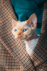 Cats Portrait Close-up. Obedient Devon Rex Cat With Bright White Orange Fur Color Peeks Out From Under Owners Coat. Curious Playful Funny Cute Amazing Devon Rex Cat. Bold Blue Cat Eyes. Happy Pets.