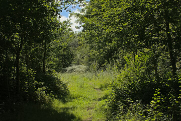 . Sunny lush green summer forest wilderness in Drongengoedbos, Ursel, Flanders, Belgium 