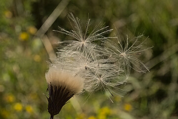 Closeup of a fluffy overblown milk thistle flower with white seeds , selective focus 