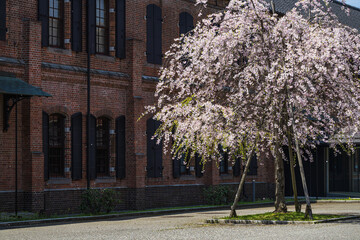 赤レンガの建物と満開の桜 - 789191023