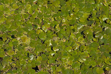 Nature background of dark pool covered in green duckweed, overhead view - Lemnoideae 