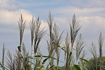 Flowering reed, selecive focus on bue bokeh background - Phragmites australis 