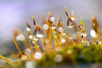 water drops on moss close-up on a sunny day