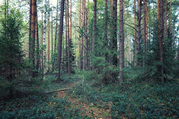 Fototapeta premium Bright spring greens at dawn in the forest. Nature comes to life in early spring.