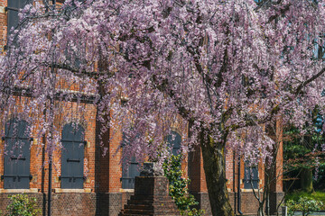 赤レンガの建物と満開の桜 - 789192299