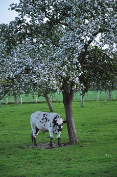 Jolies vaches normandes dans un verger - France