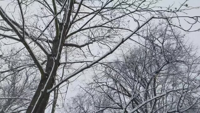 Slow-motion video of snowflakes drifting down among trees in a park, blanketing the scene in winter white.