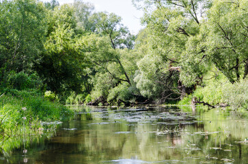Fototapeta na wymiar Summer landscape with a river and trees in the water, nature series
