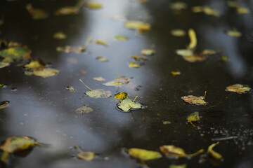 Lively closeup of falling autumn leaves with vibrant backlight from the setting sun