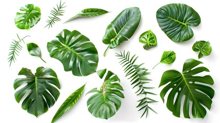 Assorted Tropical Green Leaves on a White Background, Perfect for Nature-Themed Design Elements. Lush botanic versatility for various projects. Nature's simplicity captured. AI