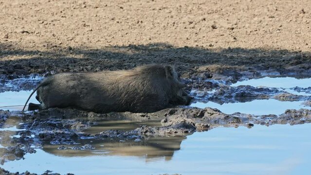 Warthog wallowing at a waterhole