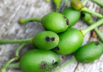 Signs of plum sawfly (Hoplocampa minuta, Hoplocampa flava) damage on young greengages plum fruits