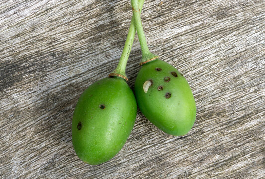 Signs of plum sawfly (Hoplocampa minuta, Hoplocampa flava) damage on young greengages plum fruits. Little worm is crawling out.