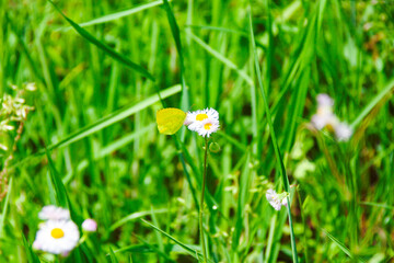 白い花に止まる黄色い蝶