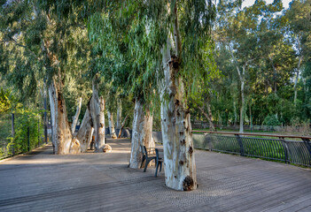 Wooden deck and old Ficus trees at Park Yarkon in Tel Aviv, Israel.