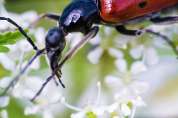 blister beetle (Mylabris variabilis, Meloidae) on the flowers of an umbrella plant. Crimea. Ultra...