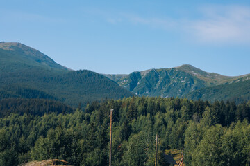Fototapeta na wymiar Beautiful pine trees on background high mountains. Carpathians