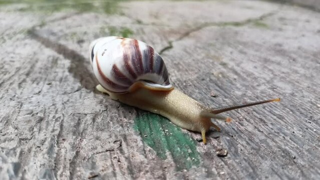 Small snail walking on cement floor