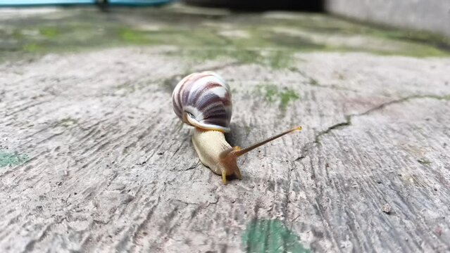 Small snail walking on cement floor