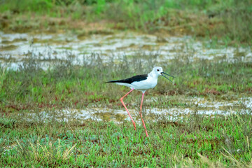 Black-winged stilt (Himantopus himantopus) alarms about nest, mobbing response. Typical habitat of stilt with saltworts in shallow saline water bodies, saltmarsh-grass, glasswort. North Black Sea
