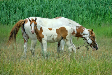 Beautiful thoroughbred horses are raised in the Crimea. A piebald mare with a piebald foal in a...