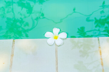 Plumeria flowers floating on blue swimming pool,White and yellow plumeria flowers,tropical white flower asian, hawaii, frangipani flower, leelawadee in thailand. - obrazy, fototapety, plakaty