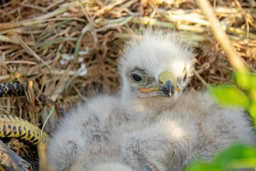 Long-legged buzzard (Buteo rufinus) nestlings are 5 days old, elder's eyes are open. White chicks in the first downy plumage, they don 't hold heads well, sleep a lot. Crimea, Kerch Peninsula. Series