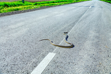 More 1.5-meter Balkan snake (Coluber jugularis) on highway. It is very brave, aggressive snake in...