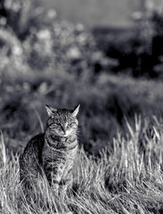 Monochrome portrait of a european tabby cat in a lawn. Shot with 85mm lens for clean subject...