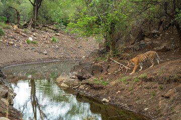 wild female bengal tiger or panthera tigris coming to waterhole for quenching her thirst in hot...