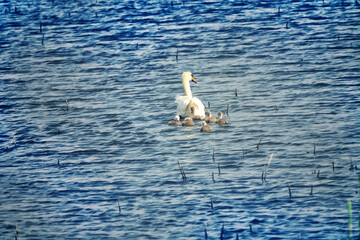 A brood of swans on a pond among fields