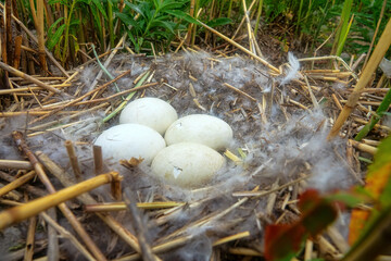 Time of birth. Greylag goose (Anser anser) eggs have hatched and in day chicks will be born. Crack in shell precedes cutting off infundibular part with help of egg tooth of embryo. Oology. Baltic sea © max5128