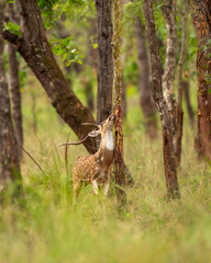 Spotted deer or Chital or axis axis rubbing his antlers on the base of trees in rut season to mark...