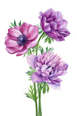 Summer flowers anemones Watercolor painting illustration, Hand drawn botanical Wildflower. Bouquet garden flowers, cards