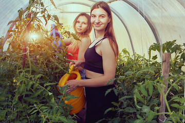 Greenhouse with young women inside, females watering tomato seedlings using garden watering cans.