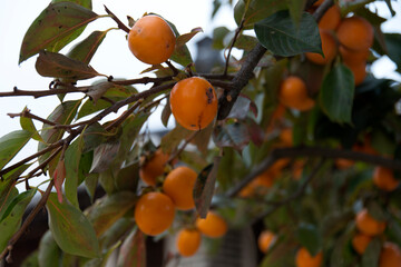 View of the persimmons on the tree in autumn