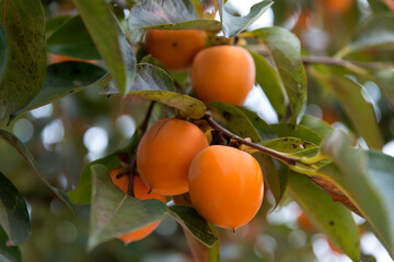 View of the persimmons on the tree in autumn