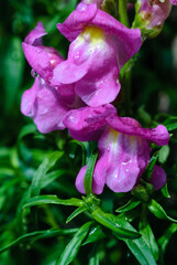 pink snapdragons in the rain - 789212030