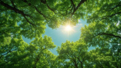 Looking up through the leaves of a tree at the bright sun above