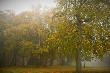 Friesischer Nebel - von strahlenden Sommermorgen bis milchigen Wintertagen - Die Einsamkeit herbstlicher Bäume im Nebel 1