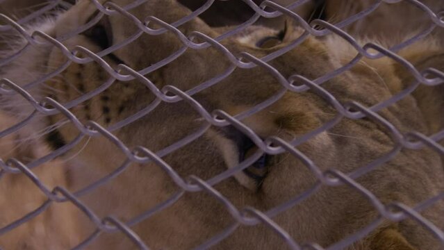 Lion with head right up against chain link fense - close up on eyes - vertical video