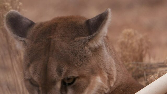Mountain lion plays with toys as animal handlers clean enclouser - close up on face