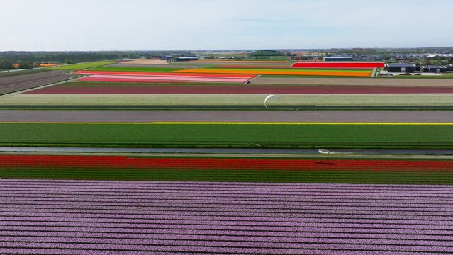 Kiteboarder on canal between multicolored flower fields in Holland, aerial