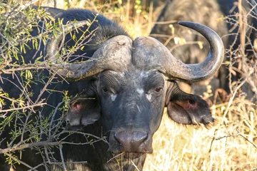 Cercles muraux Parc national du Cap Le Grand, Australie occidentale African buffalo (Syncerus caffer, Cape buffalo) bull hiding in bushveld shrubs and small trees, Kapama, Kruger National Park, South Africa