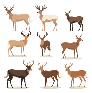 Set of deeres. Collection of deer and reindeer. Deer flat cartoon character. Vector illustration.