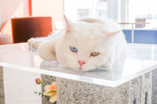 White cat with different color eyes,kitten with blue and yellow eye lies on table,fluffy cat and pink ears with multicolored eyes, heterochromia.