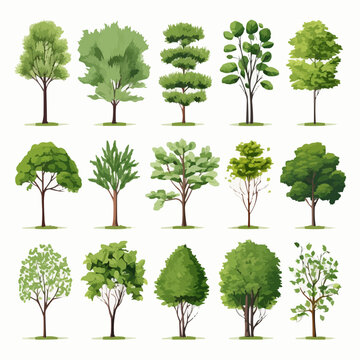Trees collection set. Green plants with leaves, garden botanical, realistic vector illustration isolated on white background