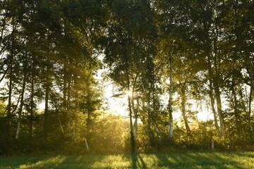 Friesischer Nebel - von strahlenden Sommermorgen bis milchigen Wintertagen - Die Morgensonne strahlt durch den sommerlichen Frühnebel 7